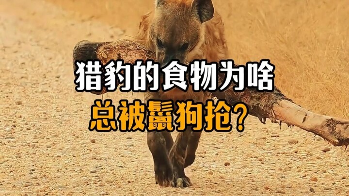 Why do hyenas always steal the cheetah’s prey?