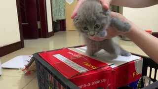 unboxing 2 bé mèo Anh lông ngắn xám xanh và Bicolor giá rẻ cực dễ thương