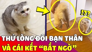 Con sen bày trò 'THỬ LÒNG' đôi bạn thân 'MÈO VỚI CHÚ CHỒN' và cái kết bất ngờ 😅 | Gâu Đần