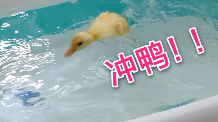 [Muscovy Duck] To raise a swimming champion, Dad has embarked on grueling training with Bean Sprout!