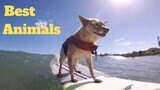 💥Best Animals Viral Weekly😂🙃💥of 2020 | Funny Animal Videos💥👌