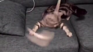 What if your cat can play music game?