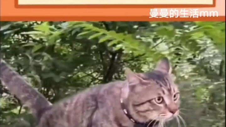 The Secret of the Tabby Cat