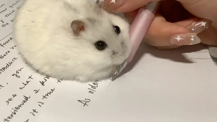 [Hamster] I don't want you to study