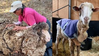最近被人发现并救援的绵羊Alex，脱掉了40kg羊毛后，苗条了很多！