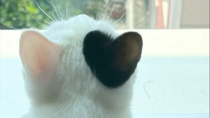 My friend said my love-struck kitten account would become a huge hit.