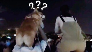 The Most Confusing Animal Behavior Awards❽❸