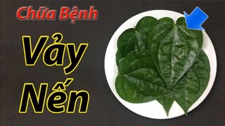 Mẹo trị bệnh vảy nến tại nhà bằng lá trầu không cực tốt, an toàn hiệu quả rất cao