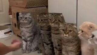 Mèo con: Chào mừng người nuôi đến hướng dẫn