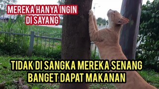 Masya Allah Kucing Ini Seneng Banget di Bawain Makanan Semoga Bahagia..!