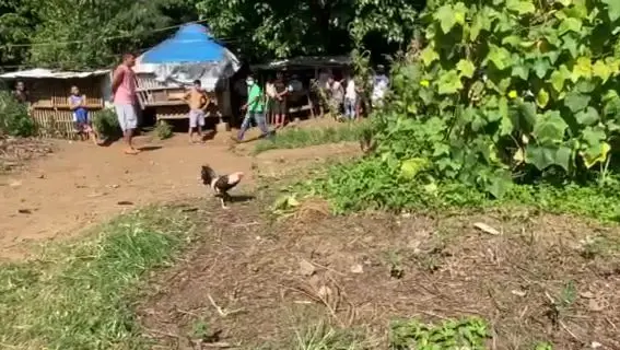 Sabong King 9 Draw Black Rooster Bilibili