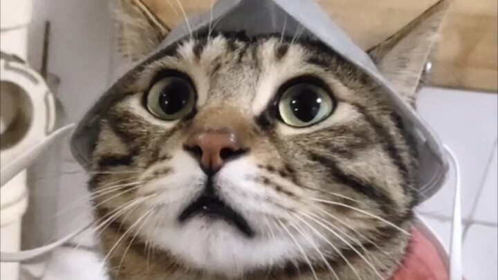 Mèo mướp nghe vậy thì không chịu nổi, tức quá liền tung luôn một combo chiêu cho tôi!