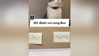 Ở nhà tránh dịch xem chung kết bóng đá giải trí và dự đoán vui cùng Beo nhaa 😝😙 cat cutecat uefa euro italy england fyp foryou onhavanvui