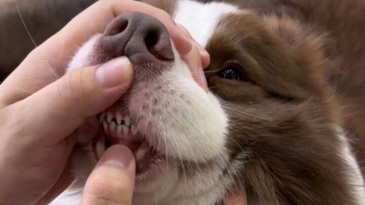 Yuzai: I’ll down this bowl of milk first as a toast!