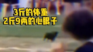 How insane can a dog with maxed-out intelligence be? Weighing just three jin, it’s got 800 cunning l