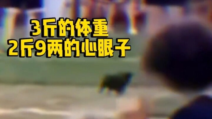 How insane can a dog with maxed-out intelligence be? Weighing just three jin, it’s got 800 cunning l