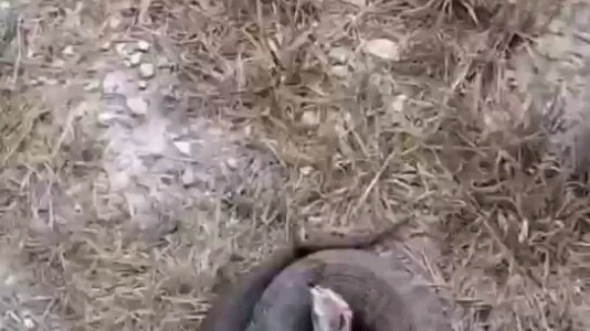 ดับขันธ์ไปเลยทันที