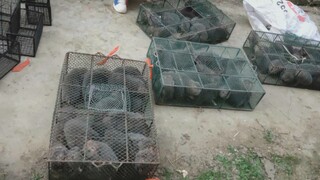 Jangan salahkan aku, kalian makan terlalu banyak!