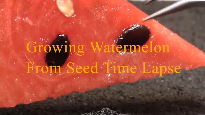 Growing Watermelon From Seed Time Lapse