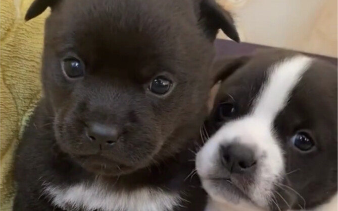 Tak ada seekor anak anjing pun yang bisa menolak suara 'chuu chuu chuu'!