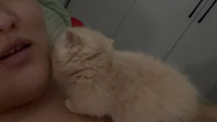 أنا أكره القطط الصغيرة أكثر شيء.