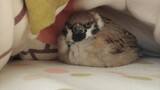 Burung Pipit di Tempat Tidur Manusia dan Tidak Mau Kembalikan