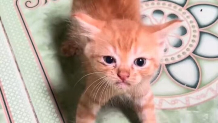 Lúc mới nhặt về, mèo con ngoan lắm, sao vừa no bụng là hung dữ thế nhỉ?