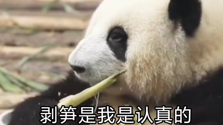 Hua Hua’s Serious Bamboo Shoot-Stripping Practice