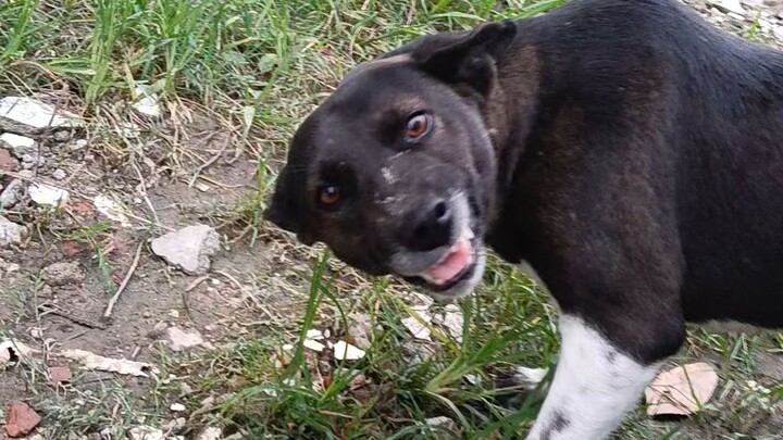 cute dog