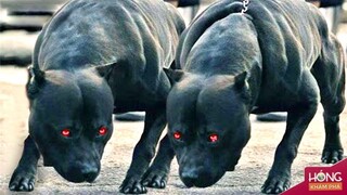 Đội quân chó săn thiện chiến và đáng sợ nhất trong lịch sử Việt Nam| Hóng Khám Phá