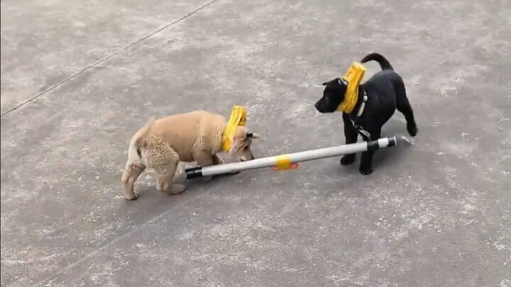 Cậu chó: Từ nay chẳng còn đánh nhau được nữa!