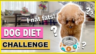DOG DIET CHALLENGE| Pretending to put Bailey on a Diet| The Poodle Mom
