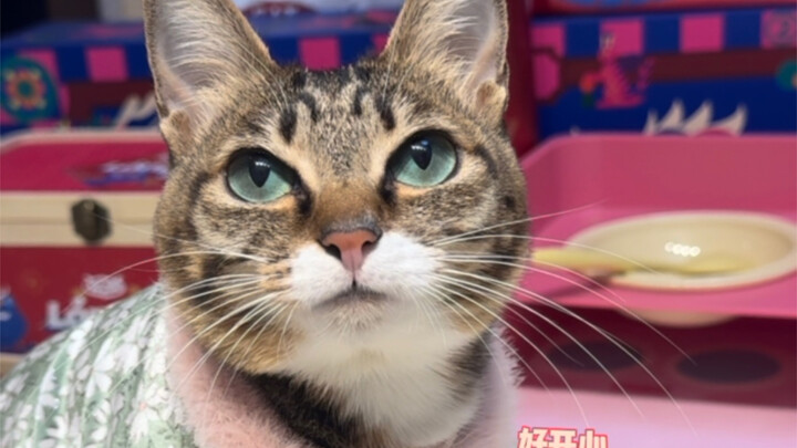 เปิดเผยน้ำหนักของเหมยเมียวเมียวแล้ว! จัดการหุ่นได้สำเร็จ คว้าโบนัสสิ้นปีมาครอง!!