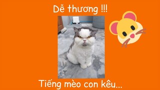 Tiếng mèo kêu dễ thương !!!