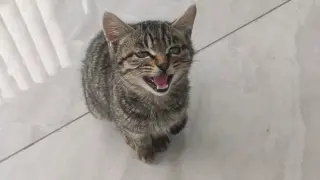 Cute Cat Meow Meow Meow