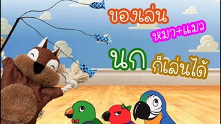 รีวิวนกแก้ว: ของเล่นหมาแมว "นกแก้ว" ก็เล่นได้  EP.80