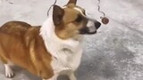 สุนัขตัวนี้โง่มาก เขาไม่สามารถกินมันได้แม้ว่าเขาจะเดินถอยหลังก็ตาม