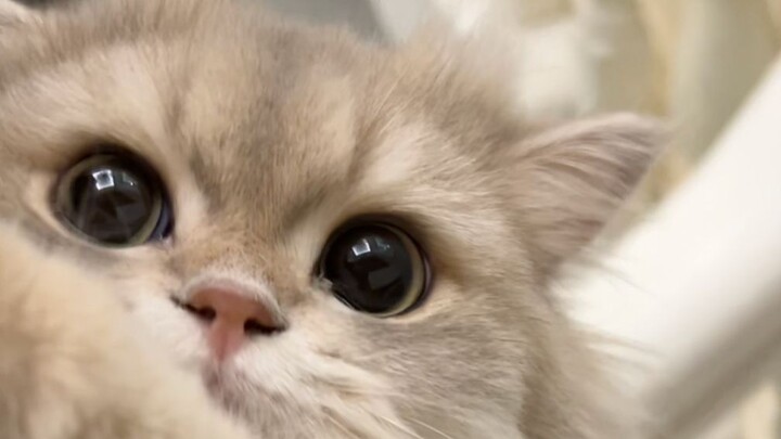 Even flipping the board has to be fair and just!