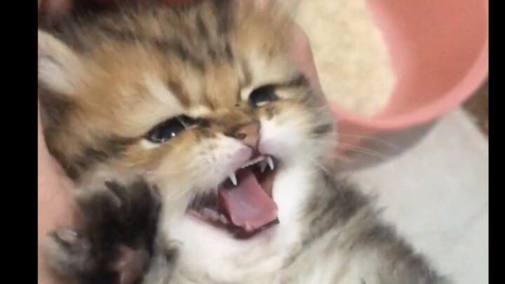 Mèo con đang giận dỗi, kiểu không thể dỗ nín được luôn!