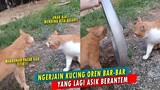 GEMES BANGET! Gara-gara Rebutan Pacar, Dua Kucing Oren Bar-bar Berantem! Endingnya Bikin Ngakak!!