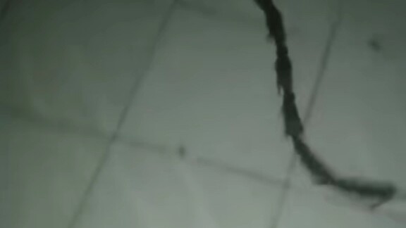 Ada yang ingin memelihara satu ekor?