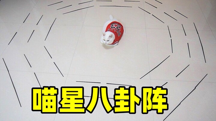 The cat felt insecure while sleeping, so its owner set up a “bagua formation,” and the cat was very 
