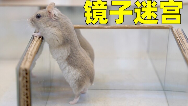 Cute and goofy hamster enters a 360-degree mirror maze—Hamster: Am I surrounded by myself?