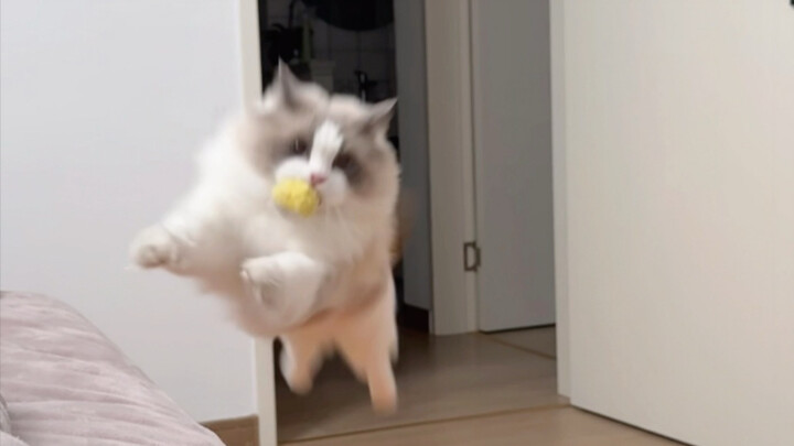 ขอแนะนำว่าอย่าสอนลูกแมวให้เดินวนเป็นวงกลมกันง่ายๆ เด้ออออ！！！！
