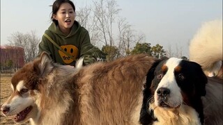 Walking a 100-pound Bernese Mountain Dog can make a 130-pound Alaskan Malamute take flight!