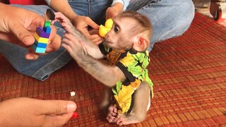 Teaching Mino monkey playing Lego game