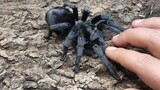 What Does It Feel Like To Touch Spider? Are You Falling On It?