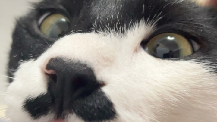 Loạt phim dài tập: “Chàng trai hoàn hảo đến mức tuyệt chủng rơi vào lưới tình với nữ kỵ sĩ vàng”