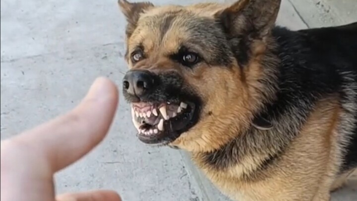 Sharing my dog #ChineseRuralDog