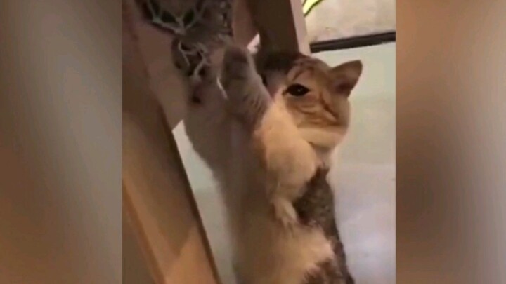 [Cats] Never Tie My Paws